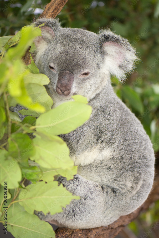 Naklejka premium Cute Australian Koala resting during the day.