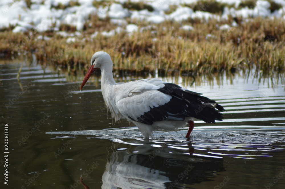 Fototapeta premium Storch im Wasser