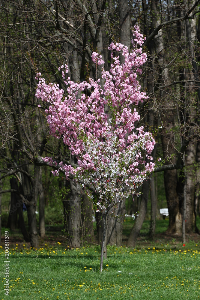 Blossoms of Japanese cherry orchards in the spring. Blooming pink cherry orchard trees. Spring background. Spring orchard on sunlight. Spring flower field background. Floral pattern. No sharpen Blossoms of Japanese cherry orchards in the spring. Blooming pink cherry orchard trees. Spring background. Spring orchard on sunlight. Spring flower field background. Floral pattern. No sharpen