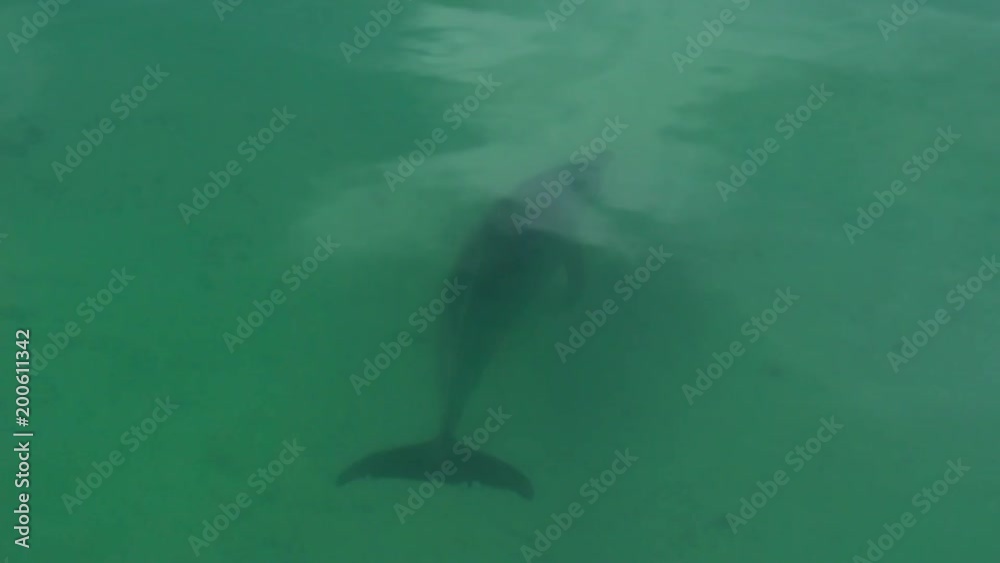 A shot of a dolphin in slow motion. The shot is in slow motion. A shot of a dolphin in slow motion. The shot is in slow motion.