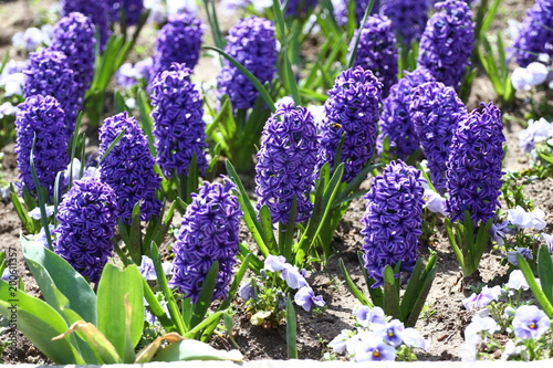 Hyacinth. Field of colorful spring flowers hyacinth on sunlight. Floral pattern. Background texture photo of hyacinth flowers. Variety of flower bulbs field.