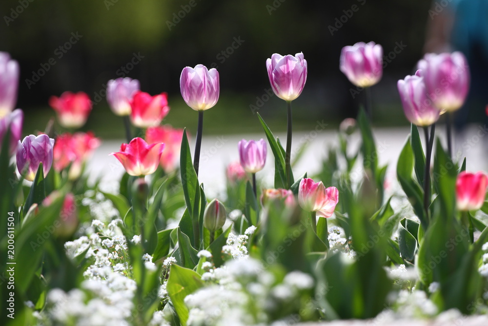 Tulips. Unique colors purple tulips on sunlight. Tulip wallpaper background. Tulip flowers texture. Floral pattern. Selective focus. Tulips. Unique colors purple tulips on sunlight. Tulip wallpaper background. Tulip flowers texture. Floral pattern. Selective focus.