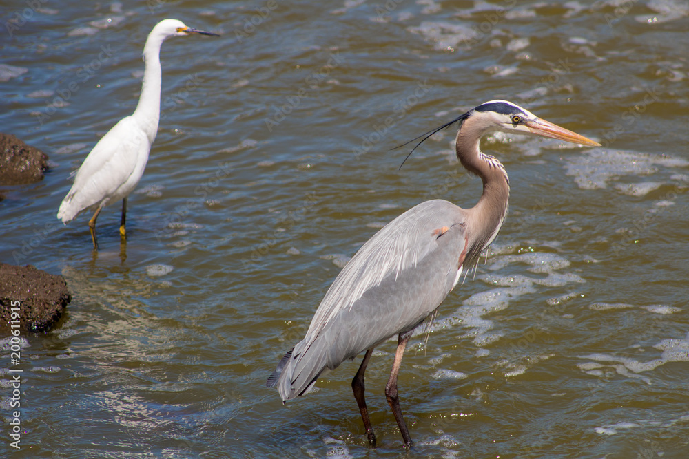 Blue Heron Feeding