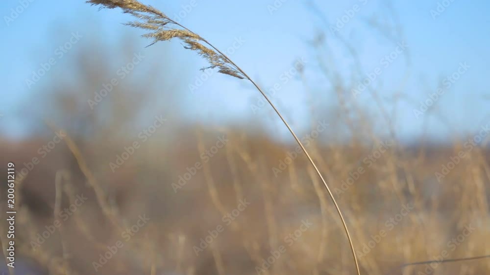 Dry grass on blue sky background in early spring Dry grass on blue sky background in early spring