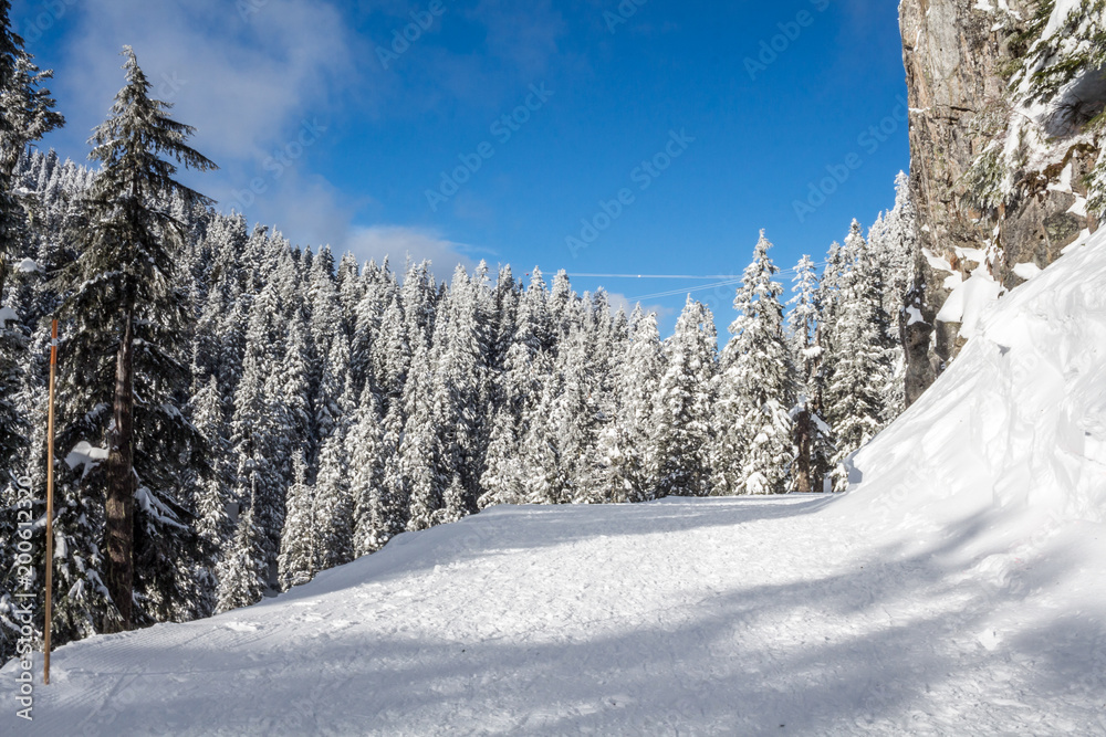 Winter landscape with snowy forest high in the mountains in a sunny day. Sunny winter day, forest treetops covered with snow, bright and blue skyline with clouds and mountains on the horizon. Winter landscape with snowy forest high in the mountains in a sunny day. Sunny winter day, forest treetops covered with snow, bright and blue skyline with clouds and mountains on the horizon.