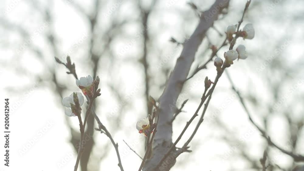Flowering apricot at sunrise. Spring color background. Flowering apricot at sunrise. Spring color background.