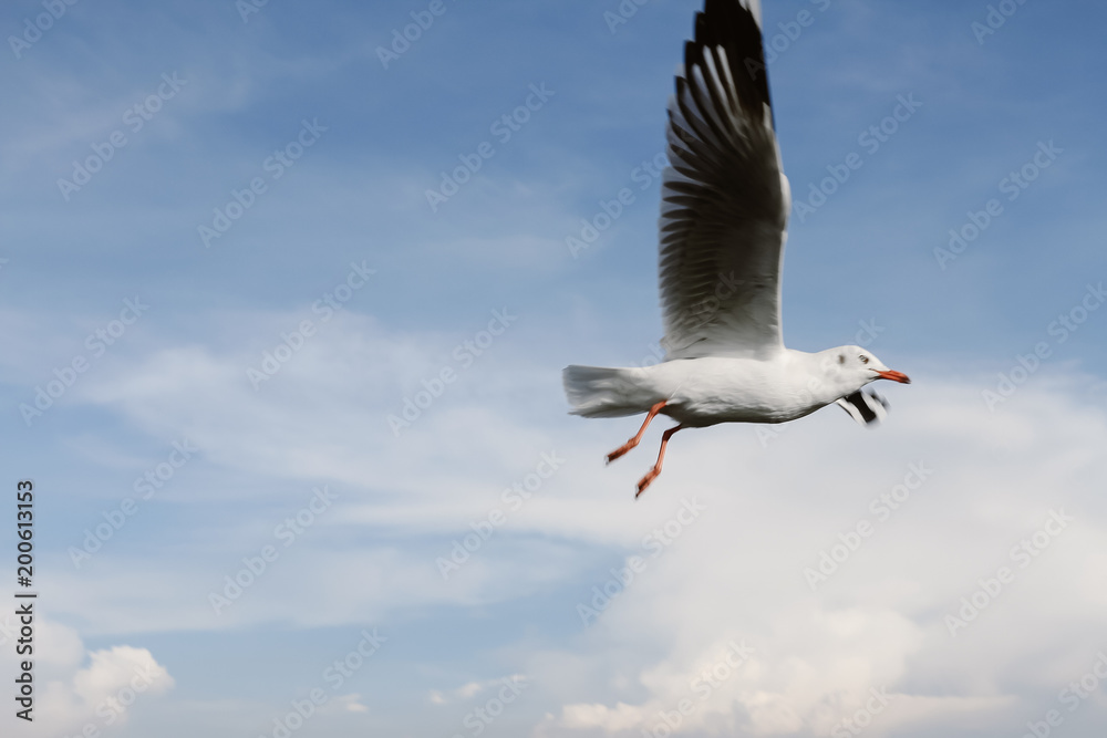 Obraz premium Birds are flying at the mangrove forest.