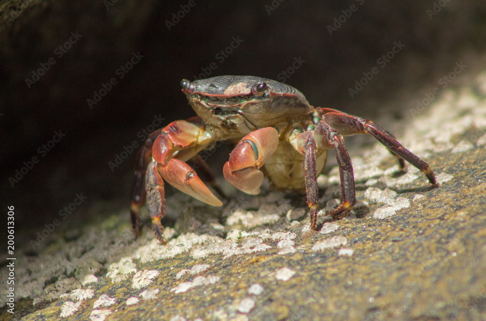 Crab in California