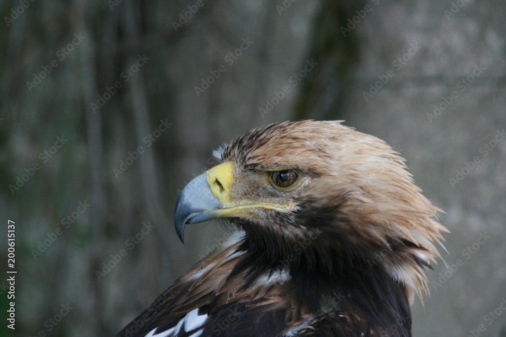 Lipetsk oblast, a nature reserve Galichya Gora, birds Lipetsk oblast, a nature reserve Galichya Gora, birds