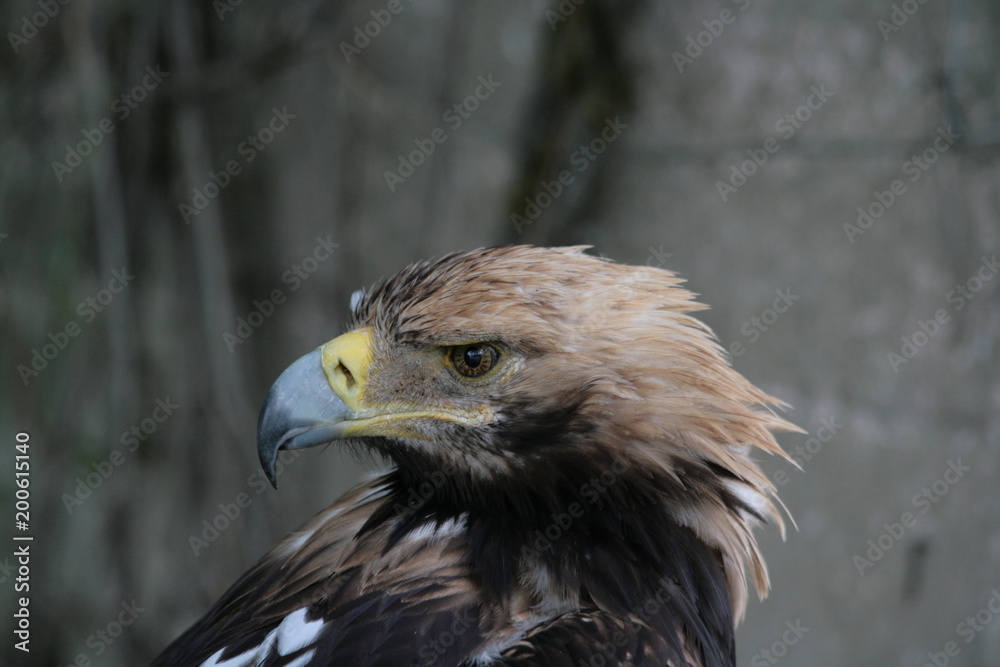 Lipetsk oblast, a nature reserve Galichya Gora, birds