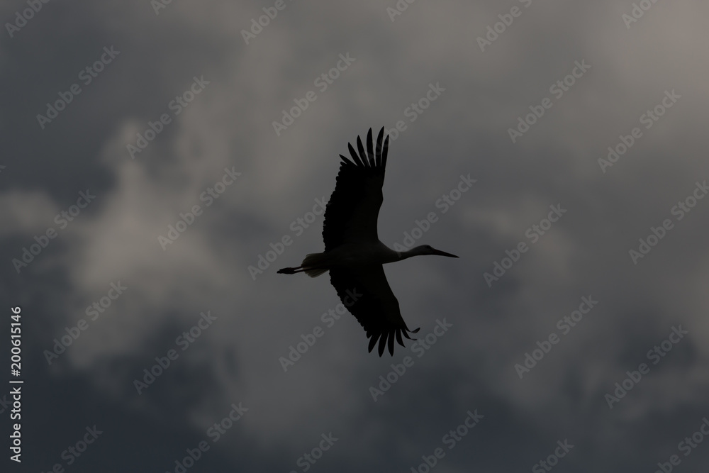 silhoutette natural white stork (ciconia ciconia), clouds, spread wings silhoutette natural white stork (ciconia ciconia), clouds, spread wings