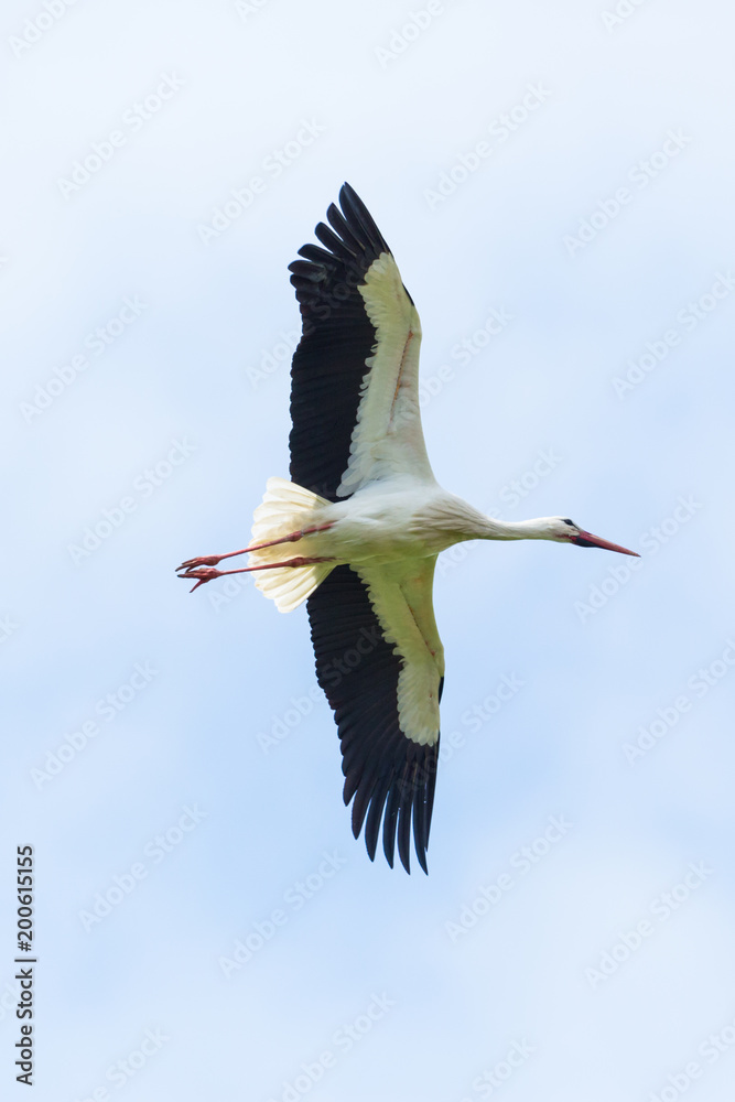 Obraz premium detailed portrait white stork (ciconia ciconia) flying, spread wings