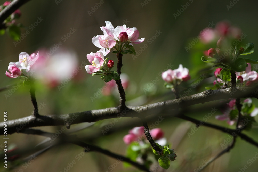 Blossoming orchards in the spring. Blooming orchard trees in the park. Spring background. Spring orchard on sunlight. Spring flower field background. Floral pattern. No sharpen Blossoming orchards in the spring. Blooming orchard trees in the park. Spring background. Spring orchard on sunlight. Spring flower field background. Floral pattern. No sharpen