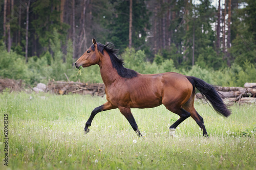 Bay horse running on summer field