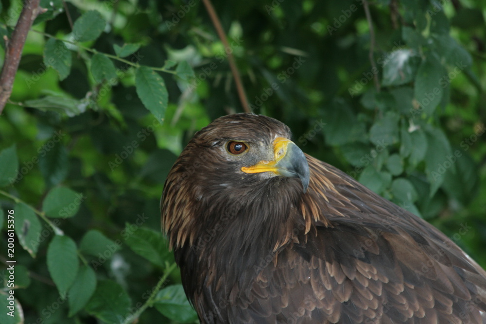 Lipetsk oblast, a nature reserve Galichya Gora, birds Lipetsk oblast, a nature reserve Galichya Gora, birds