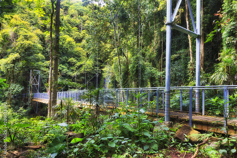 Obraz premium DNP Rainforest Bridge Side