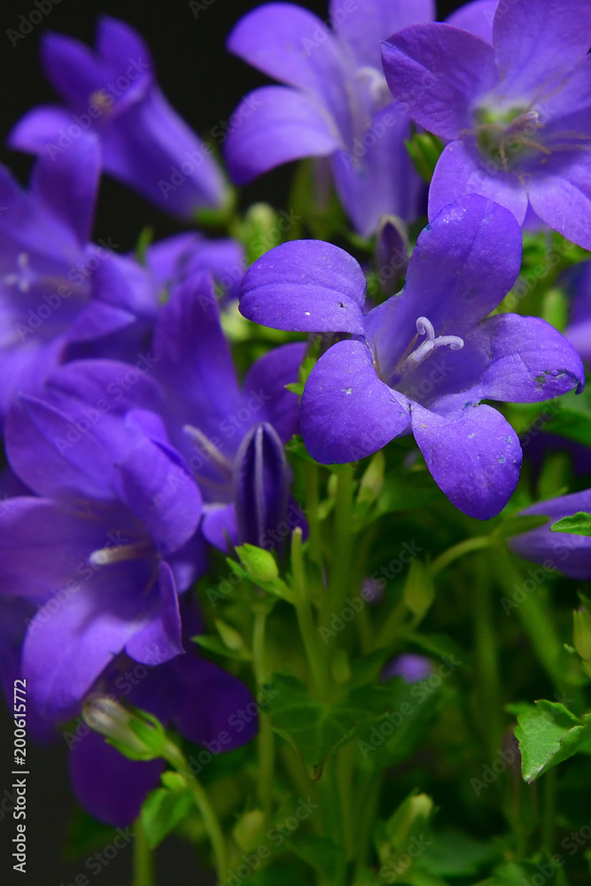 bell flower bell flower
