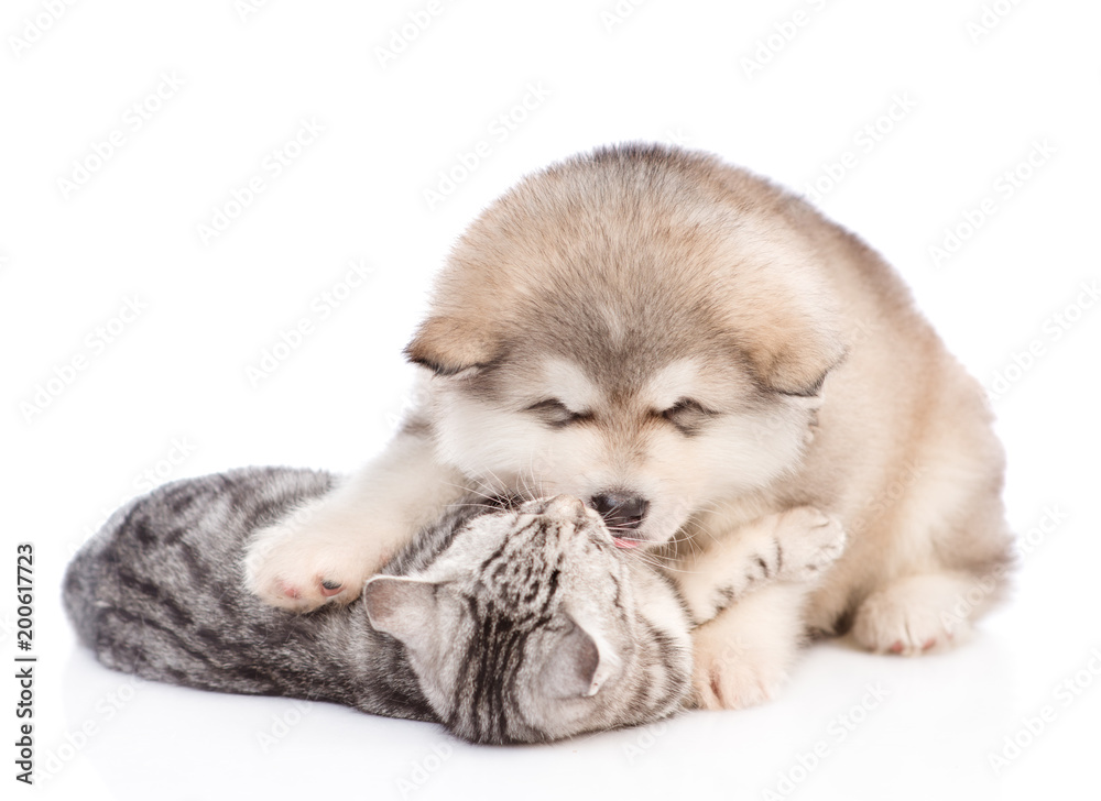 Fototapeta premium Playfil puppy with cat. isolated on white background