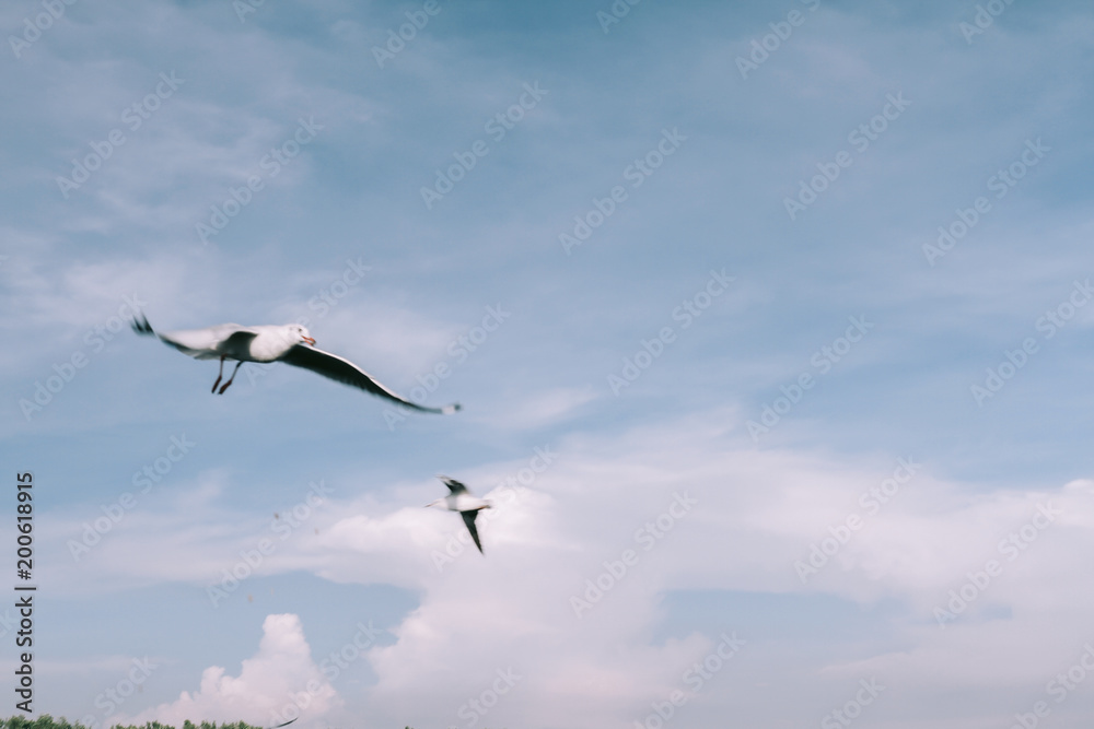 Birds are flying at the sky Birds are flying at the sky