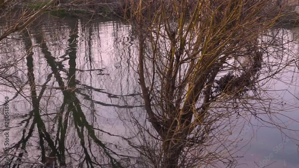 reflections in the water, trees in the water reflections in the water, trees in the water