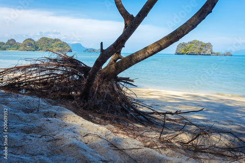 Tree with aerial roots on the tropical beach, Malaysia photo