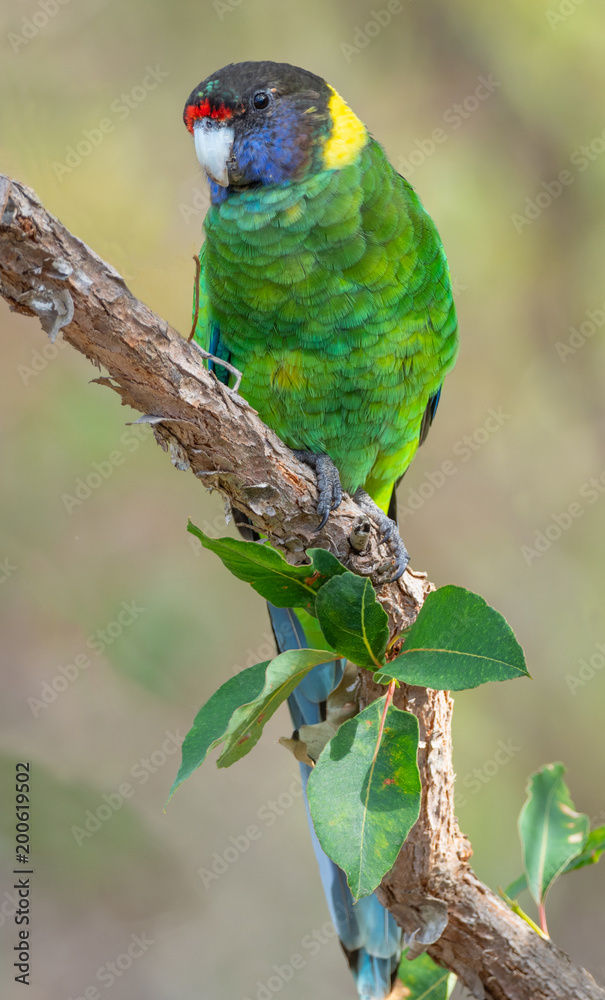 Fototapeta premium Australian Ringneck or Twenty-eight Parrot