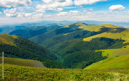 rolling hill of Carpathian mountains. beautiful summer landscape