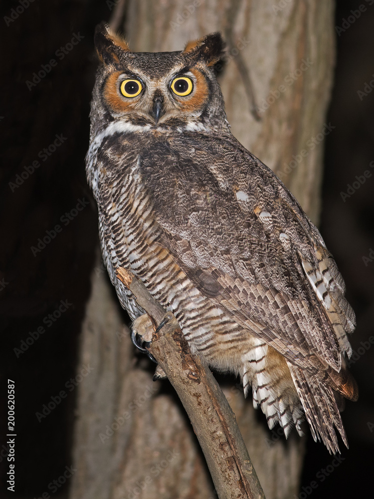 Obraz premium Great Horned Owl