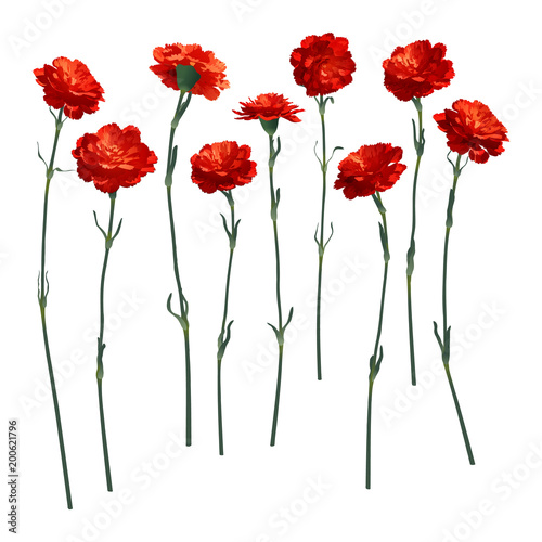 Fototapeta Naklejka Na Ścianę i Meble -  Vector carnations, a set of nine different flowers