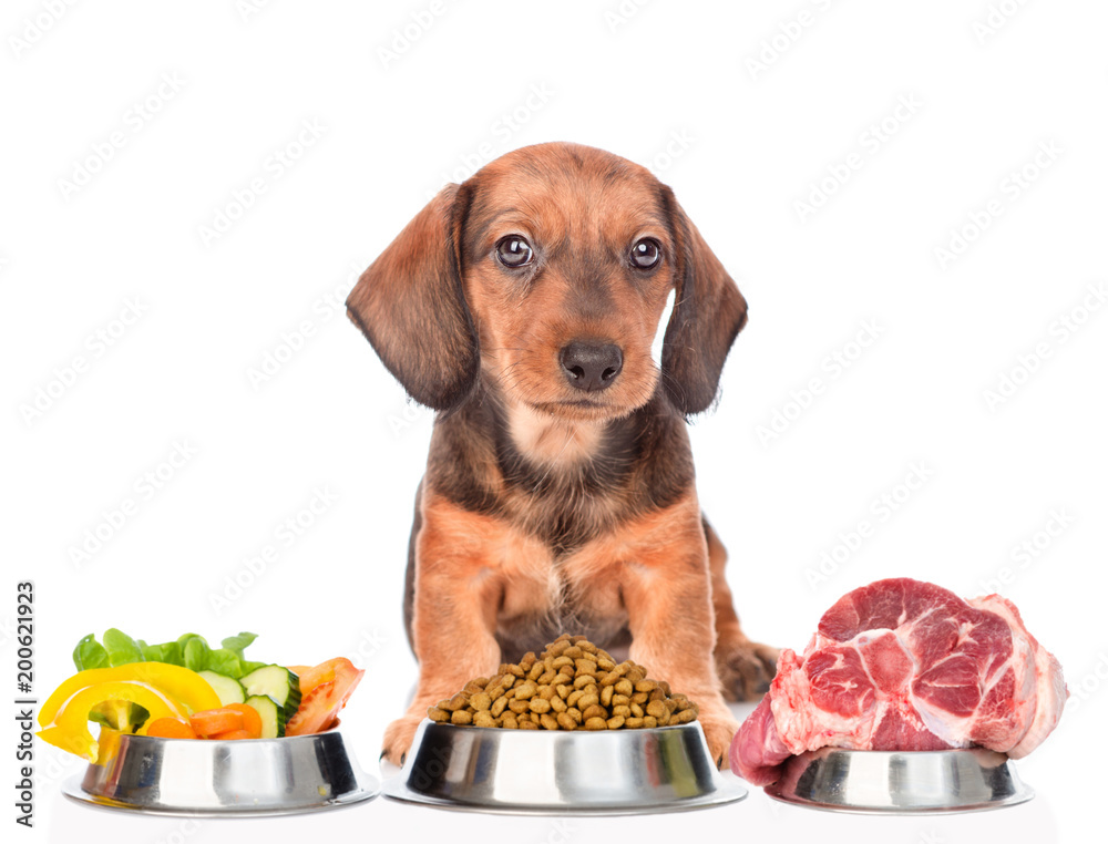 dachshund puppy with food for pets. isolated on white background Stock Photo Adobe Stock