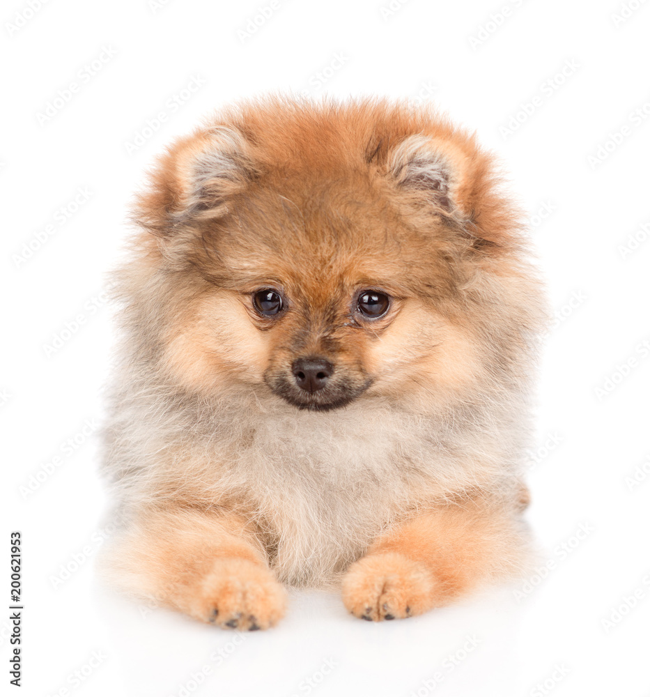 spitz puppy lying in front view. isolated on white background