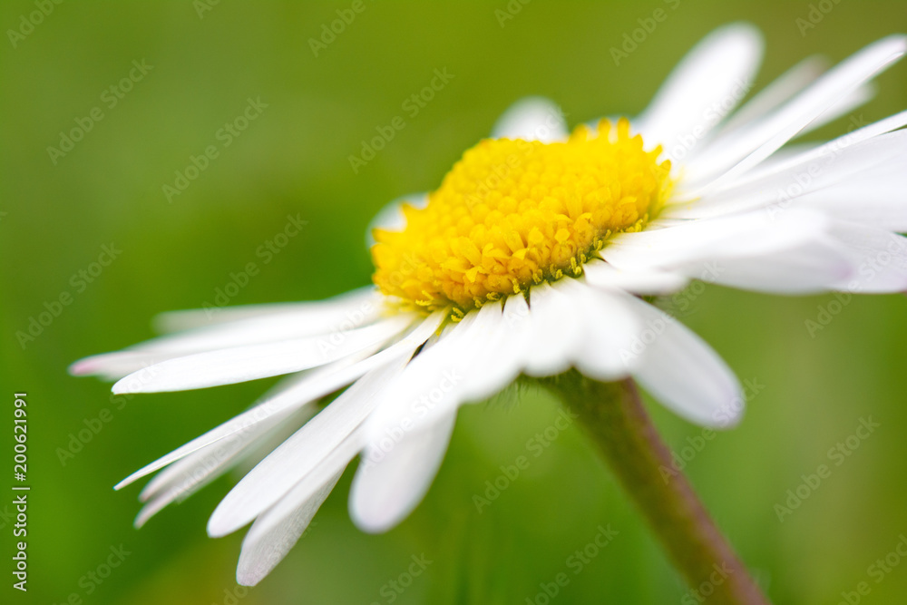 Springtime flower. Macro shot of a daisy flower surrounded by grass blades at sunset. Springtime flower. Macro shot of a daisy flower surrounded by grass blades at sunset.