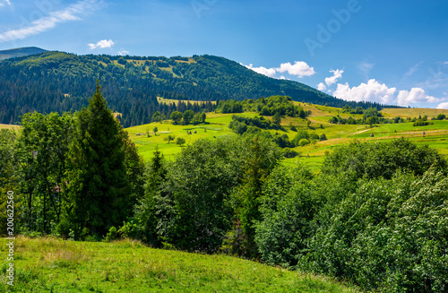 row of trees on Carpathian hills. beautiful countryside scenery of mountainous rural area