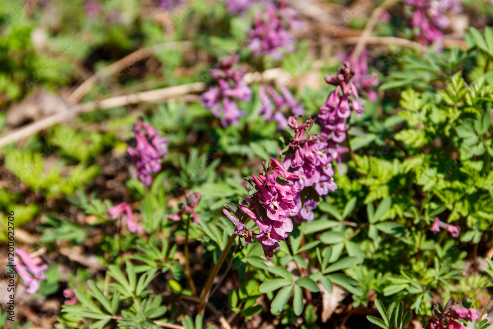Purple corydalis flowers in forest at spring Purple corydalis flowers in forest at spring
