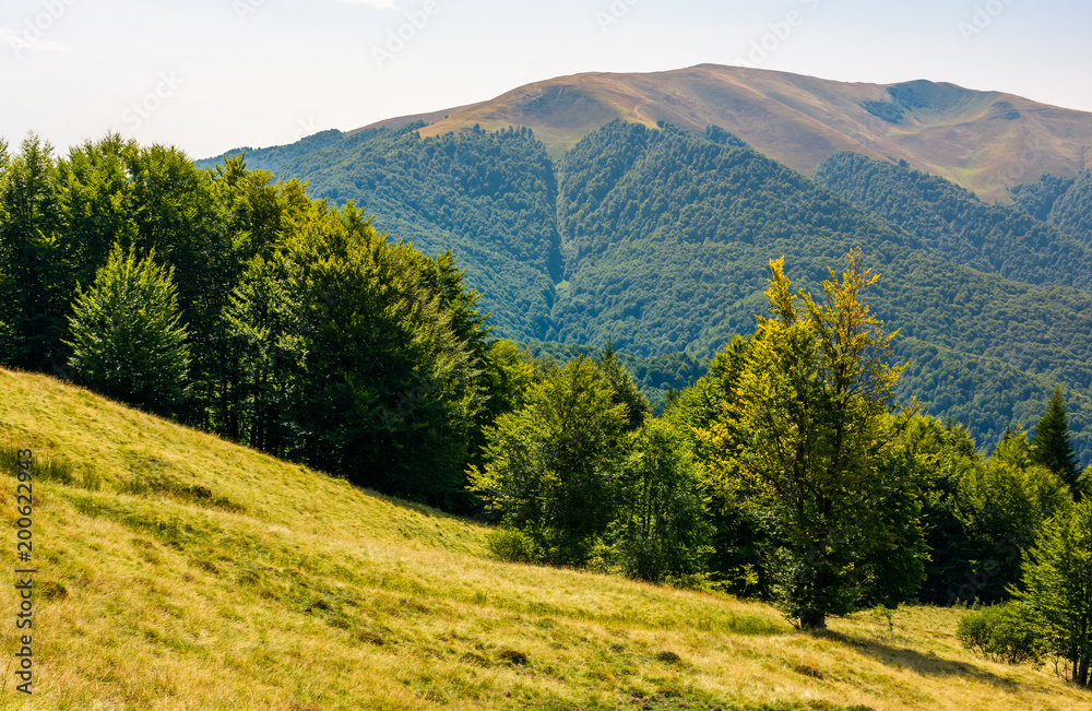 Obraz premium forested hills of Carpathian mountains in summer. Apetska mountain in the distance