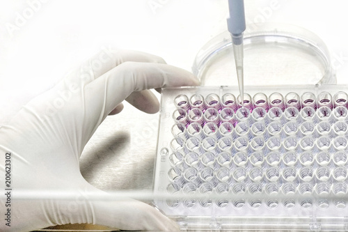 Fotografi The researcher is using pipette to transfer liquid from petri dish to 96 well plate in the research of drugs or chemicals