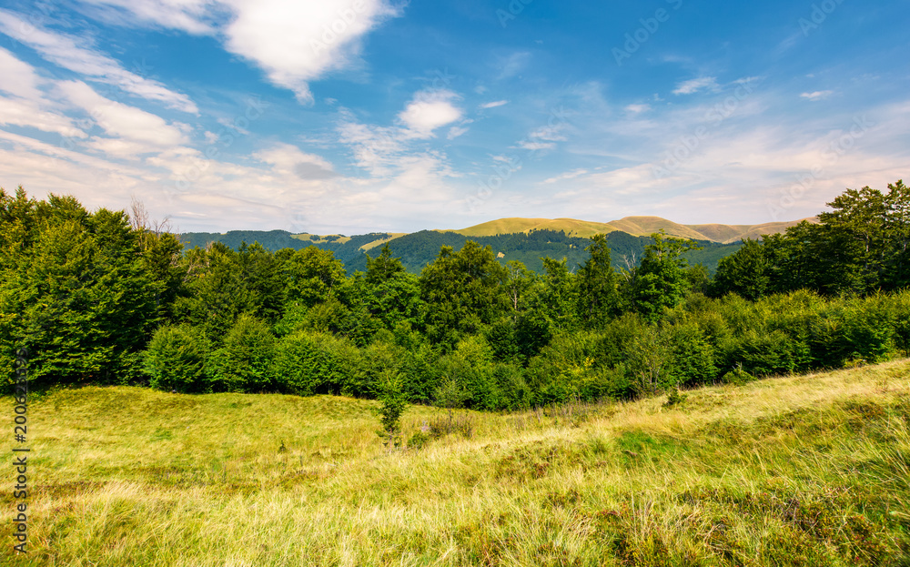 forested hill on the meadow in summer. lovely landscape with Svydovets mountain ridge in the distance forested hill on the meadow in summer. lovely landscape with Svydovets mountain ridge in the distance