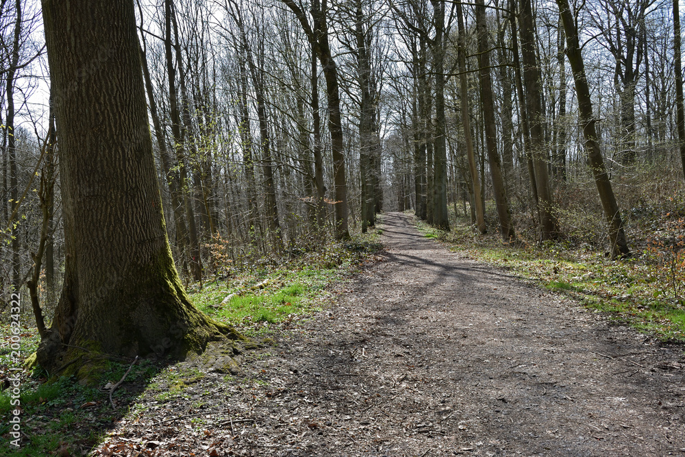 Fototapeta premium Chemin forêt sentier bois arbre paysage