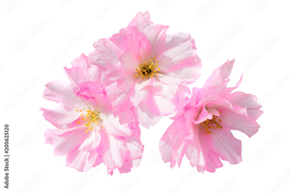 Pink sakura flowers isolated on white background Pink sakura flowers isolated on white background