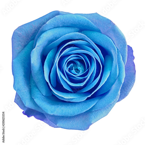 Flower blue rose  isolated on white background. Close-up.  Element of design.