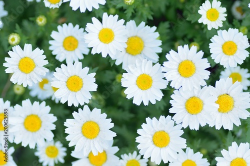 Macro details of White Daisy flowers in horizontal frame