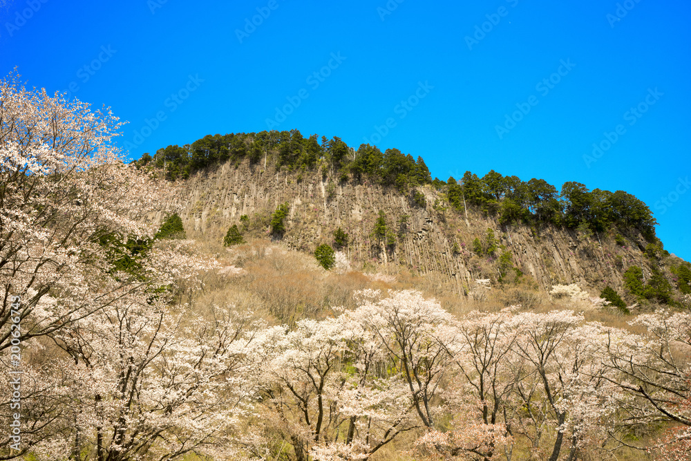 奈良の春　青空バックの桜風景