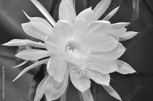 Night queen. night-blooming cereus. White Epiphyllum or also known as Orchid cactus flowers in full bloom.
