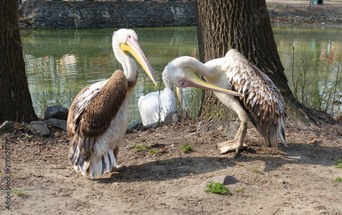 Pelicans on the shore of a lake on a sunny day photo