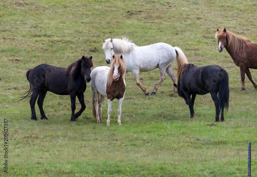 A herd of Icelandic horses in a pasture in Iceland photo