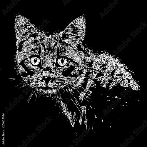 Cat on isolated background. Photorealistic vector.