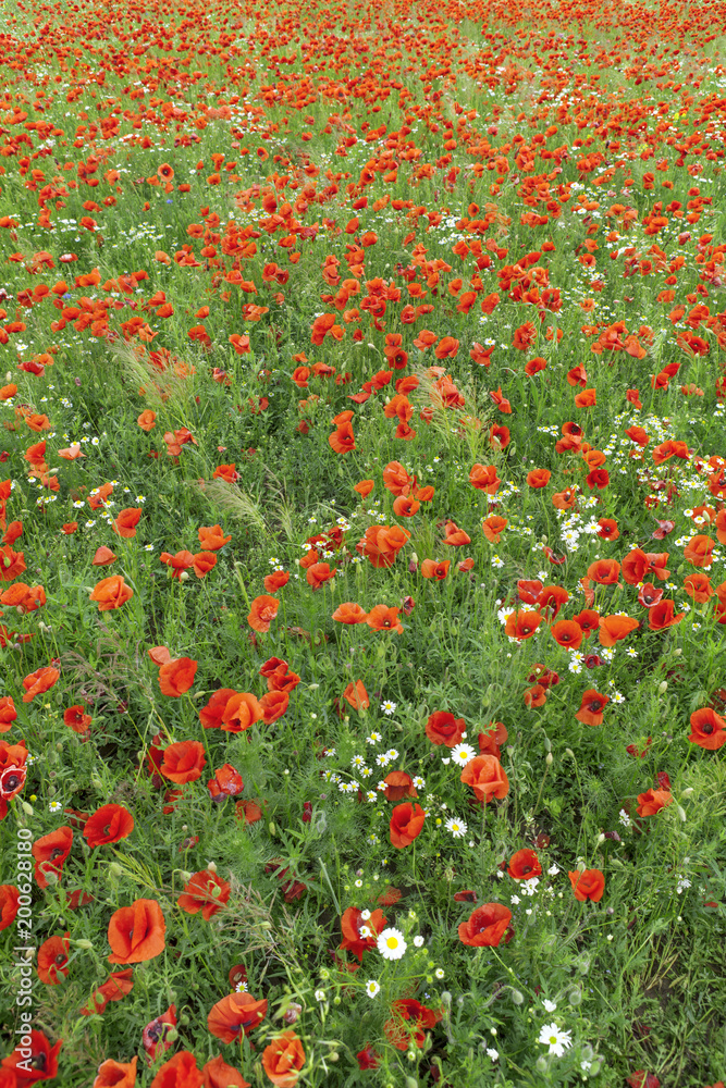 The blooming poppy's field