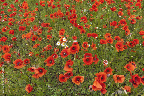 Natural beauty of redheaded poppies