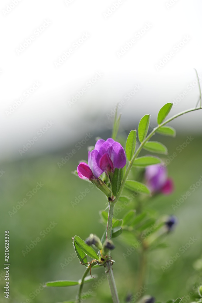 Naklejka premium Jejudo south Korea