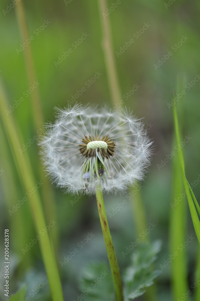 Fototapeta premium Jejudo south Korea